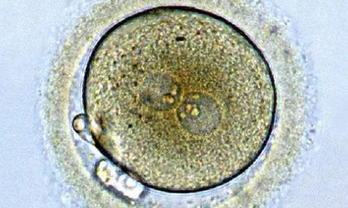 4个冻胚能养囊成功吗？8细胞一二级的胚胎养囊成功率有多高？